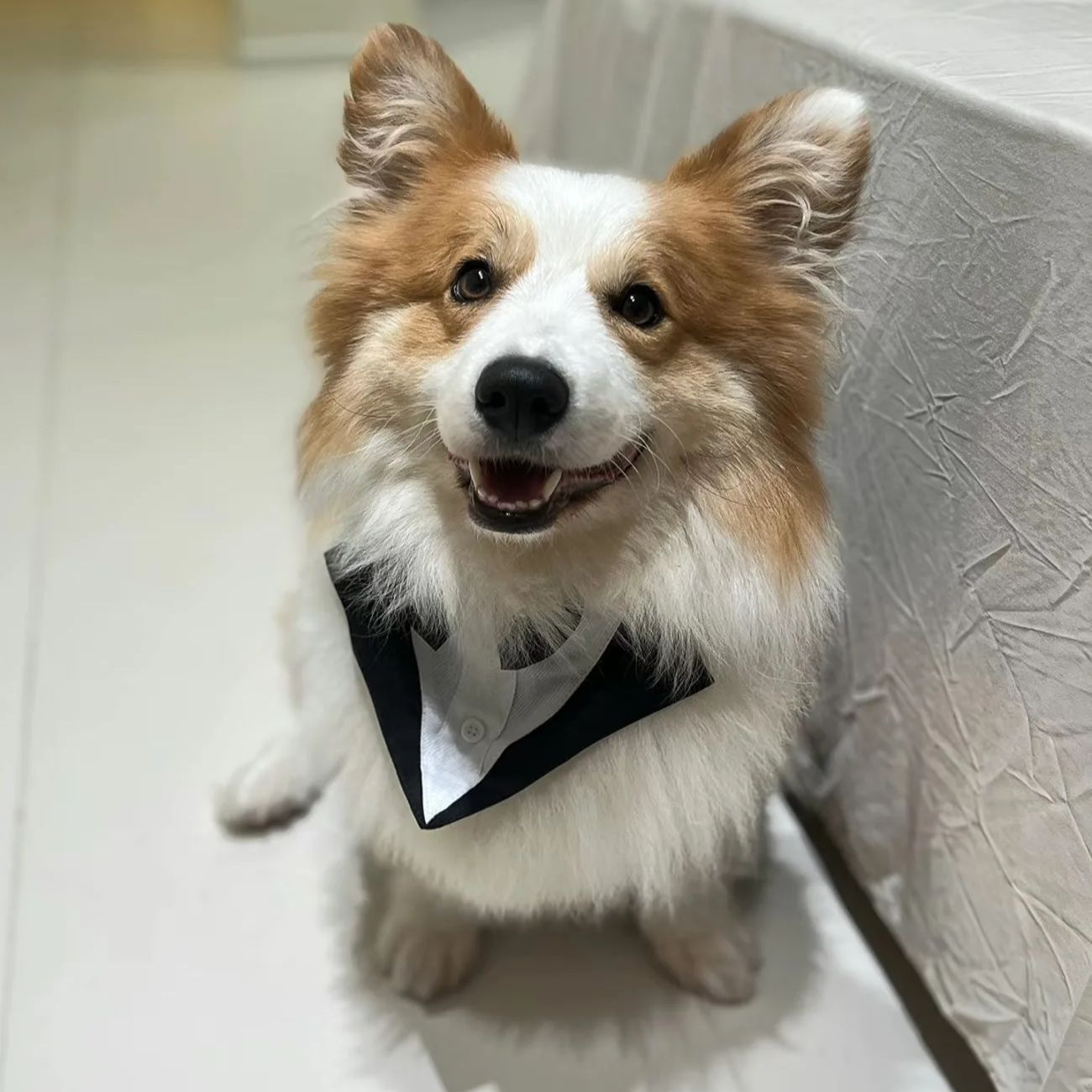 Suit Supply Wedding Party - เสื้อผ้าสุนัขแฟชั่นสำหรับงานปาร์ตี้ ชุดสูทผูกโบว์ เสื้อเชิ้ต ชุดทักซิโด้สำหรับงานแต่งงาน ชุดฮาโลวีน สำหรับสุนัขขนาดเล็กและขนาดใหญ่